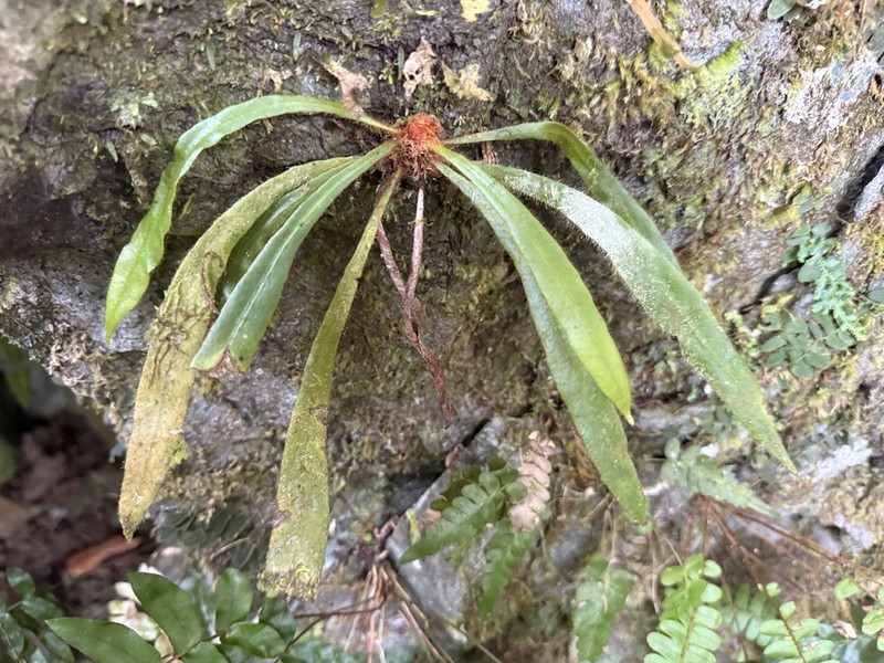 Caribbean Tonguefern photo 6