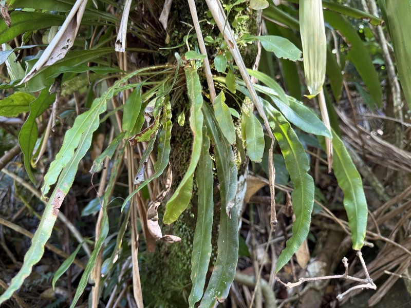 Caribbean Tonguefern photo 8