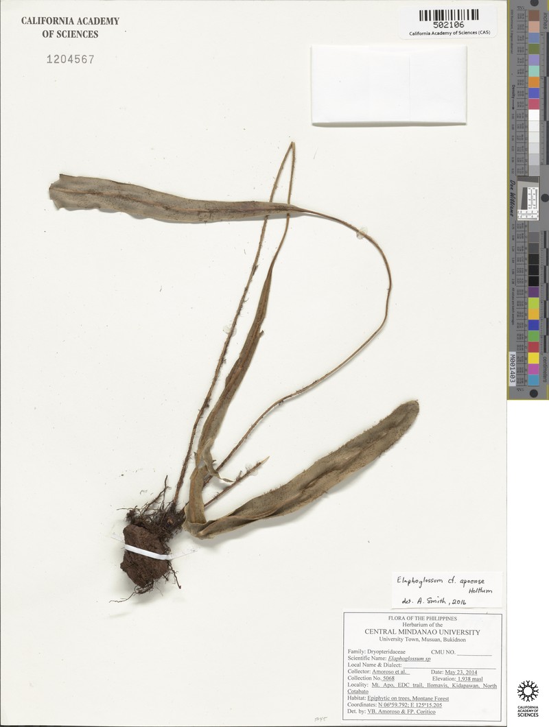 Elaphoglossum apoense