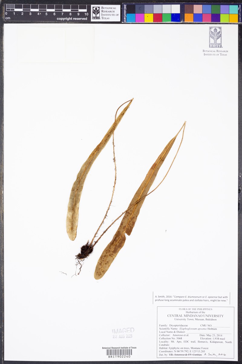 Elaphoglossum apoense photo 2