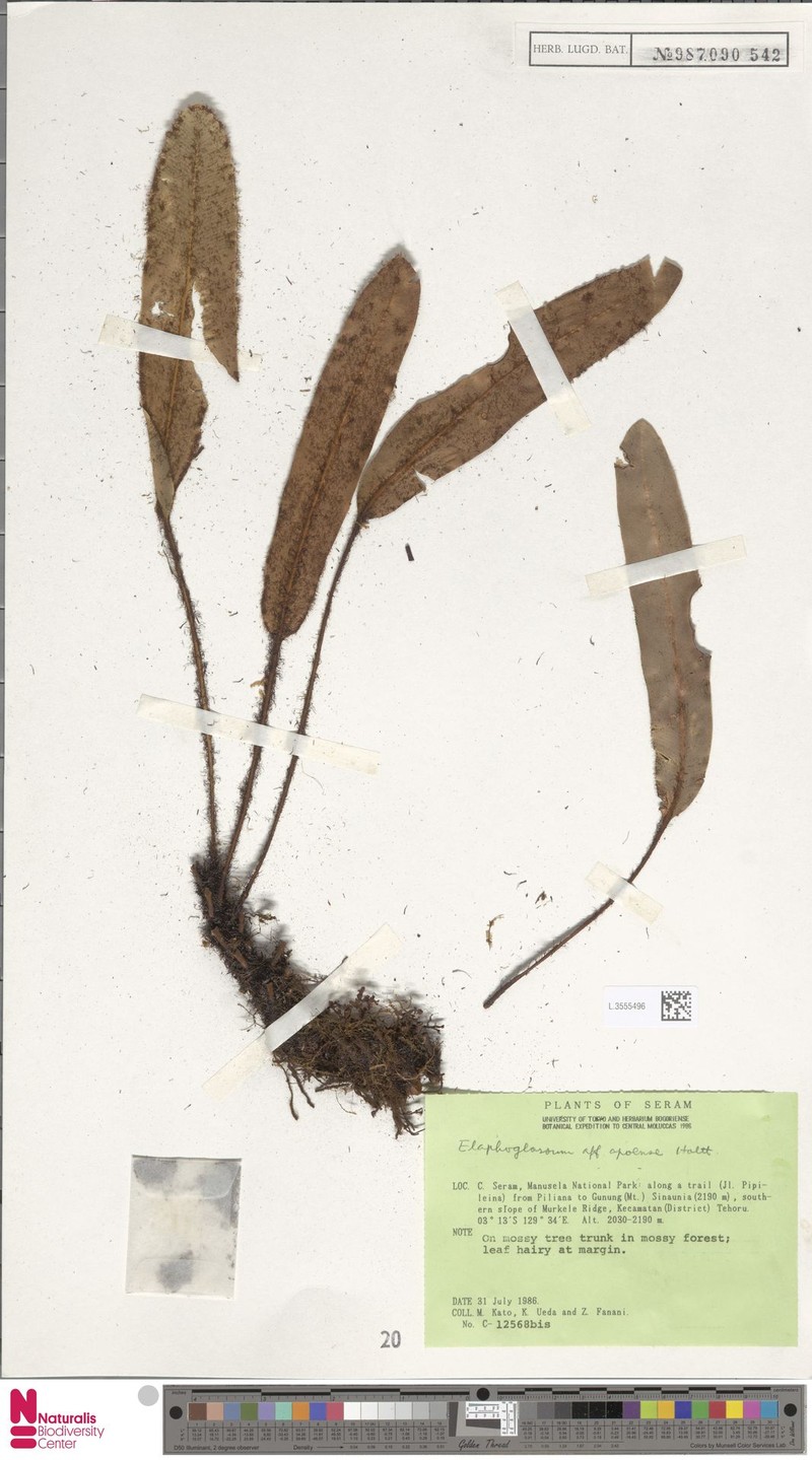 Elaphoglossum apoense photo 3