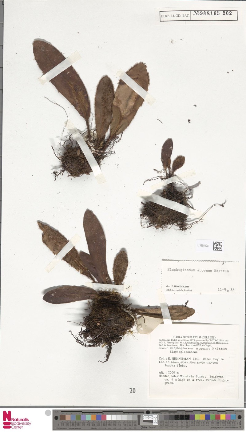Elaphoglossum apoense photo 4