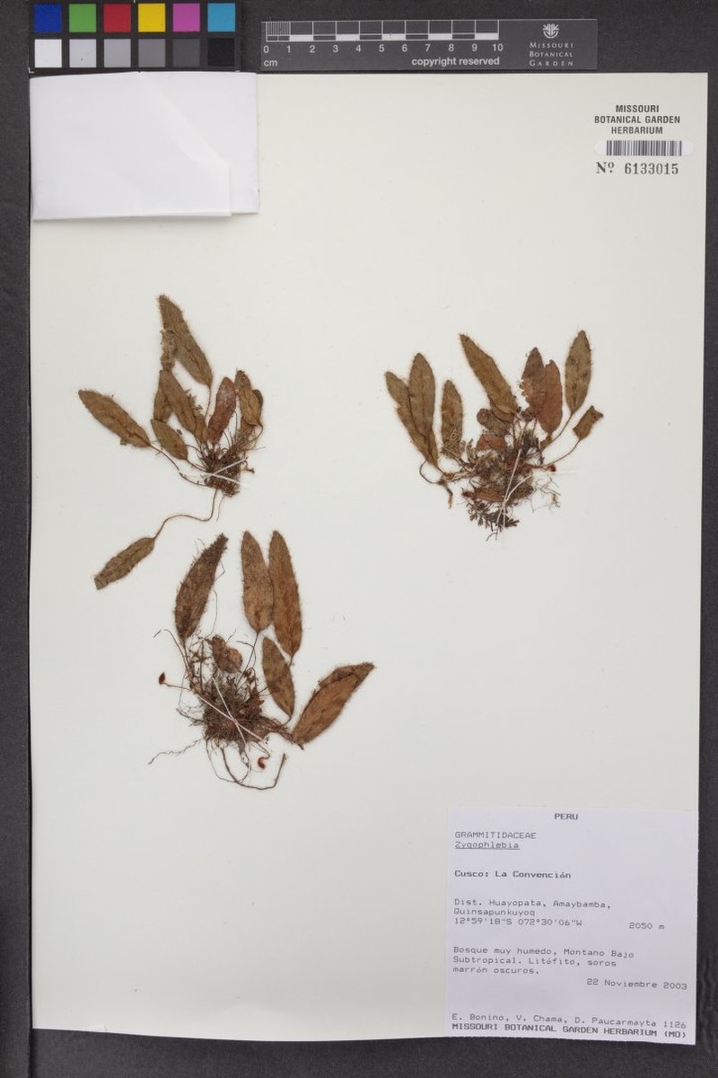 Elaphoglossum apparicioi