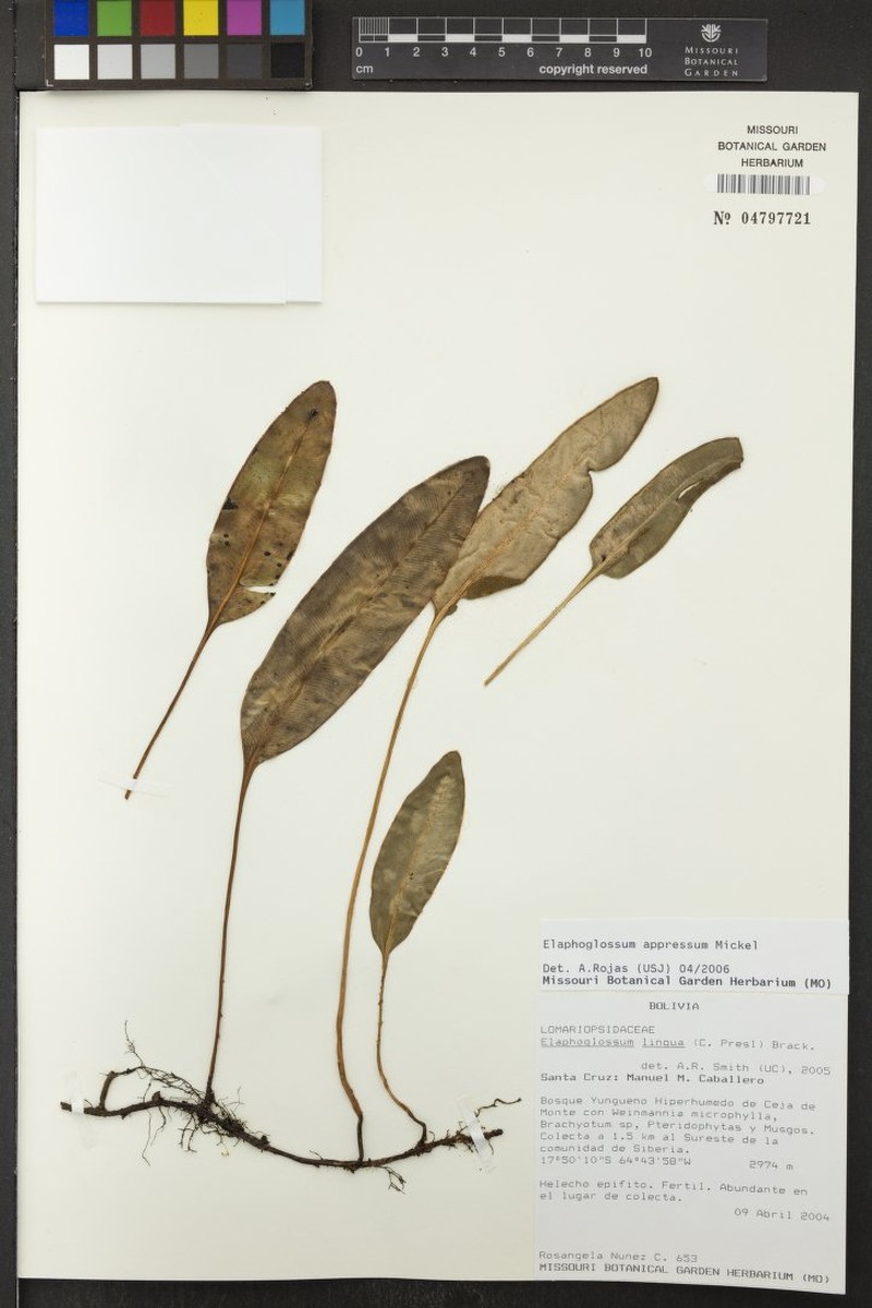Elaphoglossum appressum