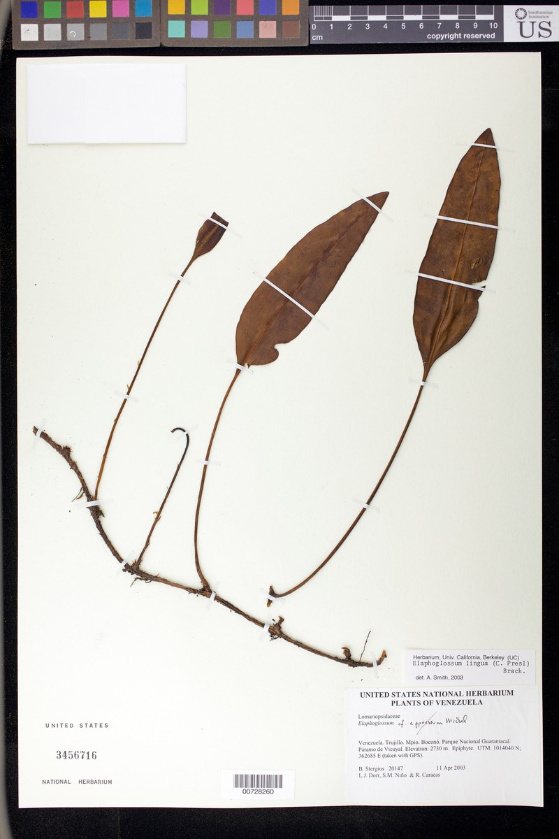 Elaphoglossum appressum photo 2