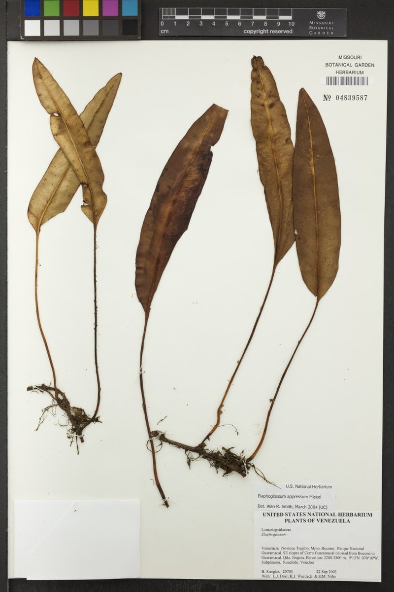 Elaphoglossum appressum photo 3