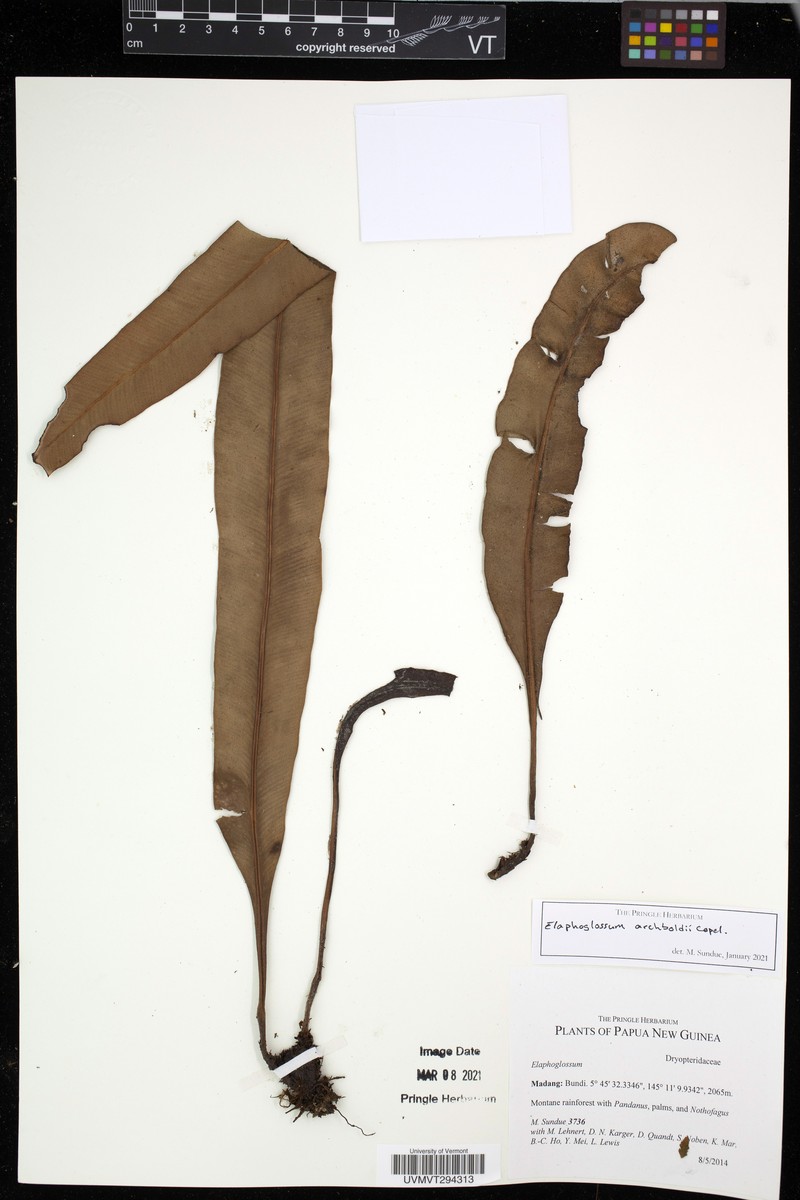 Elaphoglossum archboldii