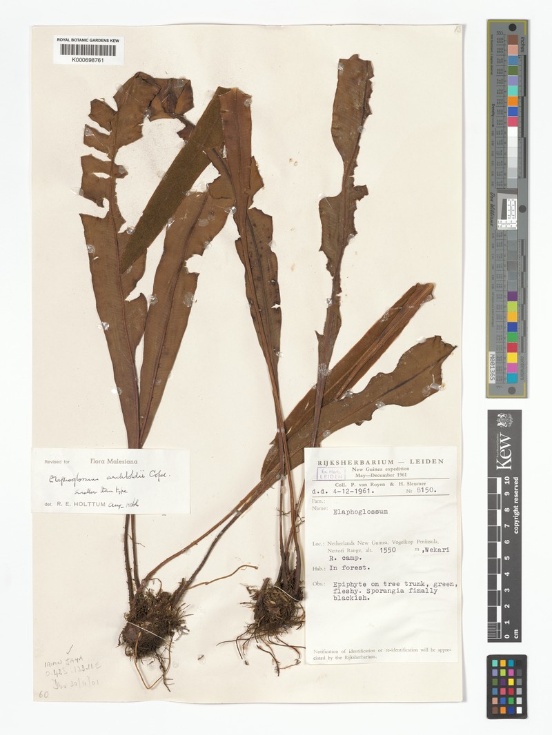 Elaphoglossum archboldii photo 2