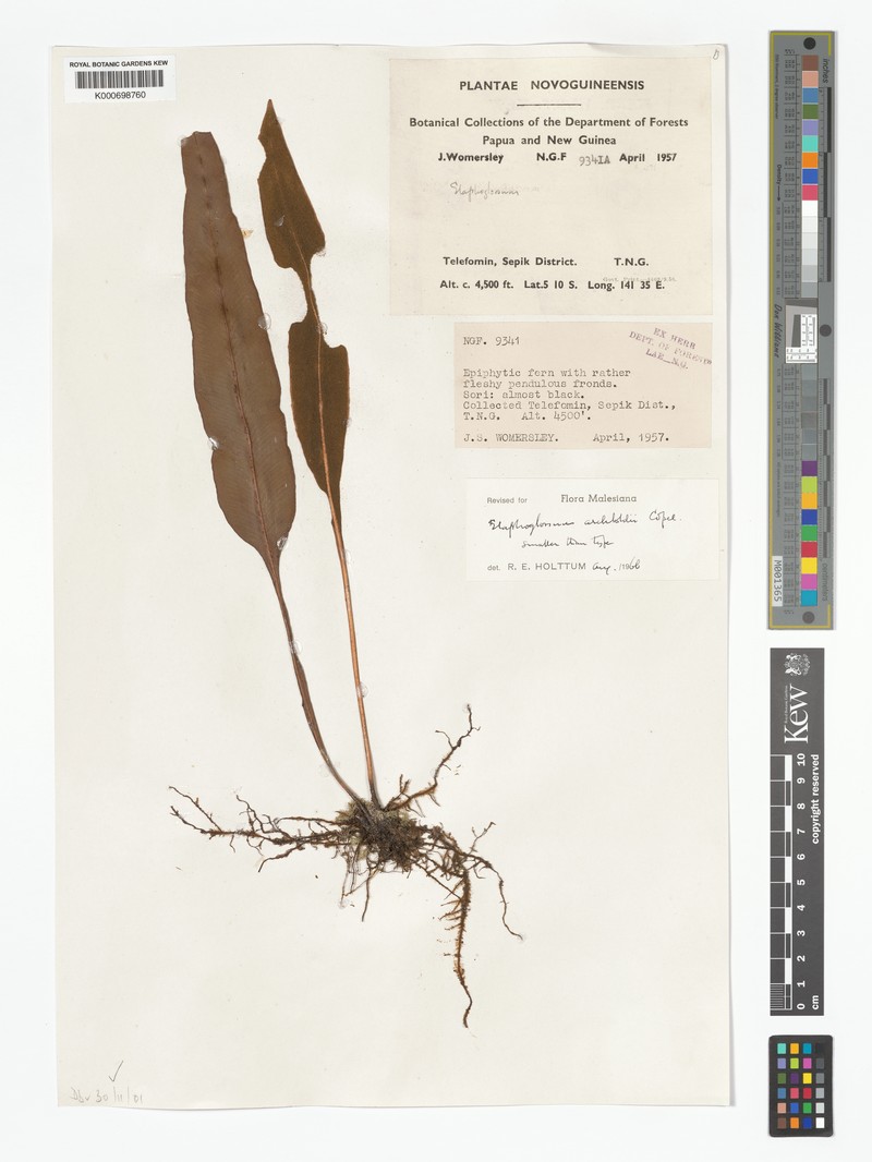 Elaphoglossum archboldii photo 3