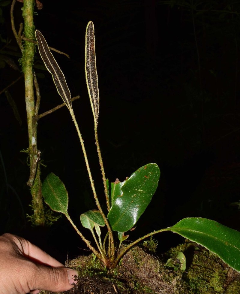 Elaphoglossum aschersonii