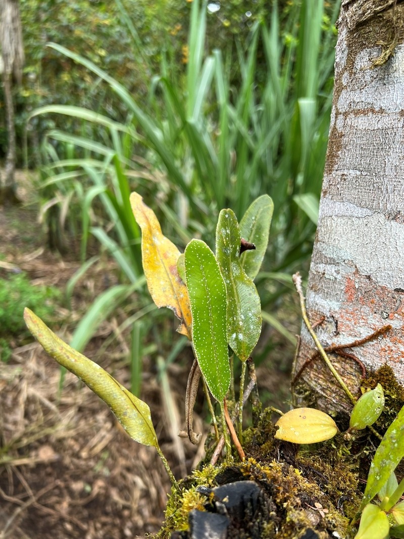 Elaphoglossum aschersonii photo 2