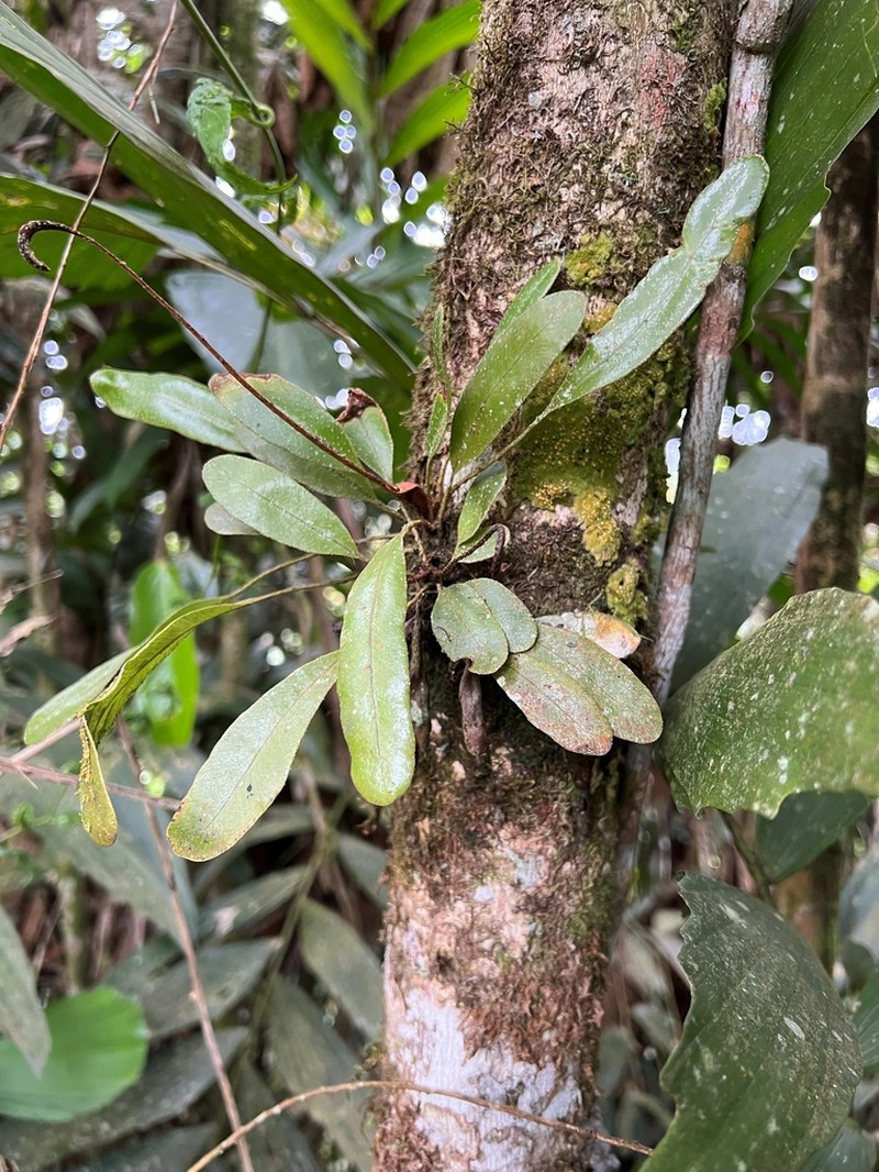 Elaphoglossum aschersonii photo 3