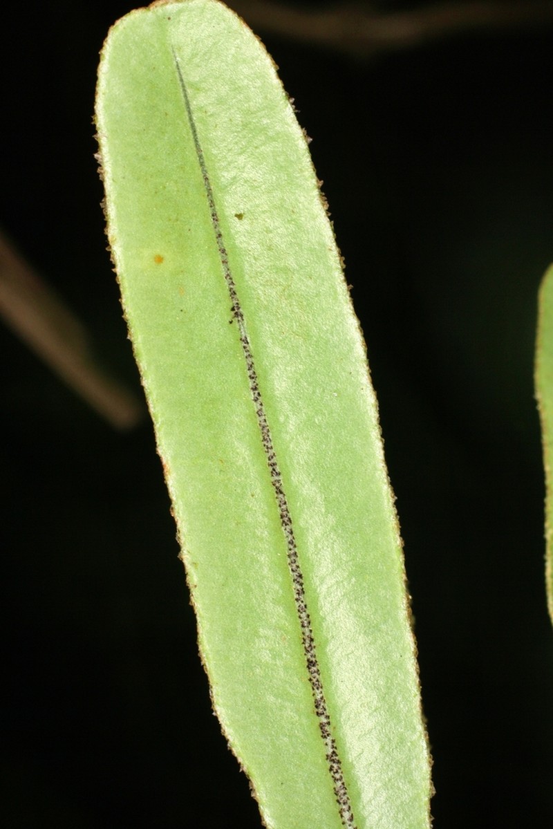 Elaphoglossum aschersonii photo 4