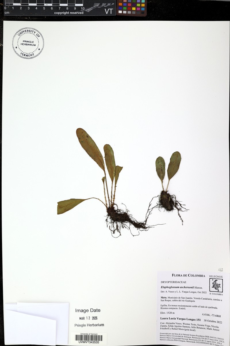 Elaphoglossum aschersonii photo 5