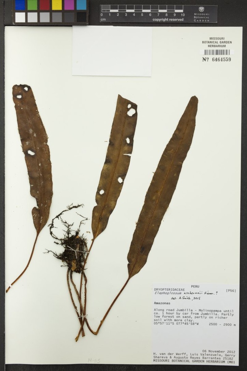 Elaphoglossum aschersonii photo 6