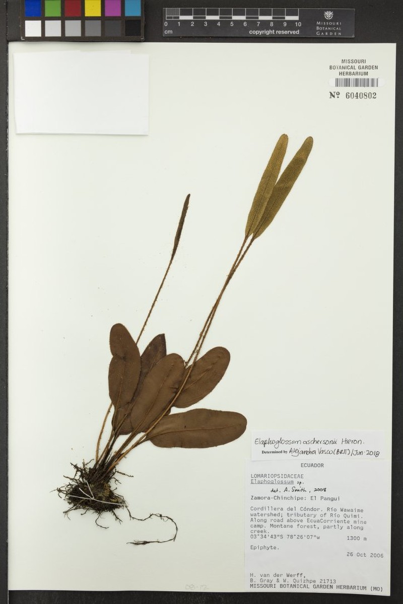 Elaphoglossum aschersonii photo 7
