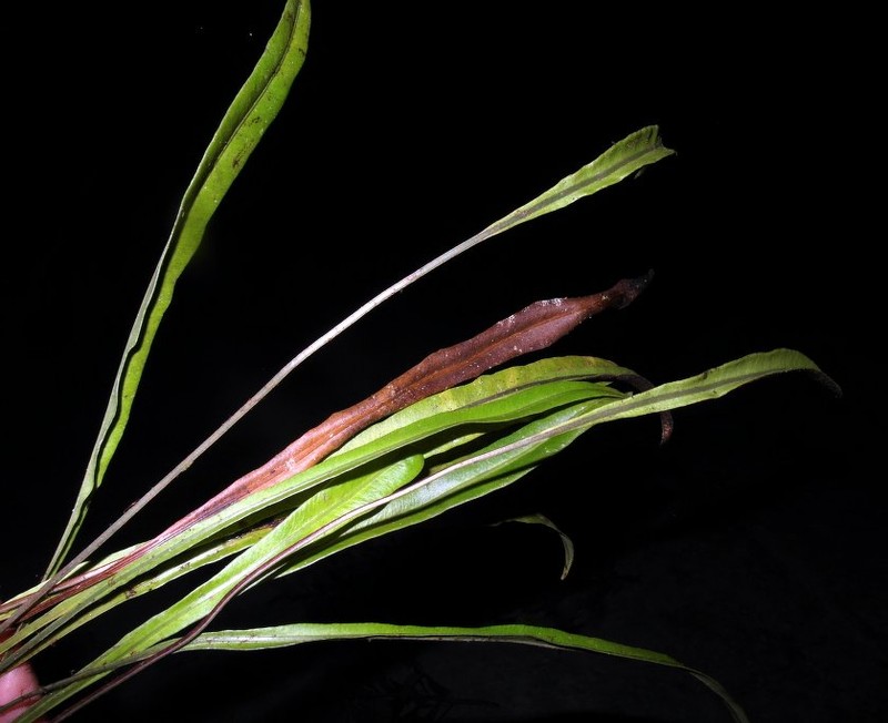 Elaphoglossum aspidiolepis
