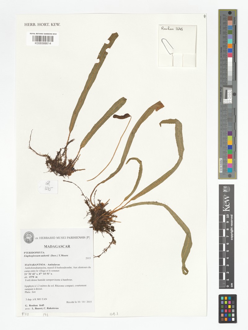 Elaphoglossum asterolepis