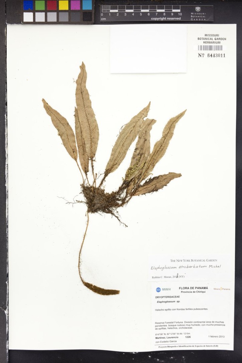 Elaphoglossum atrobarbatum