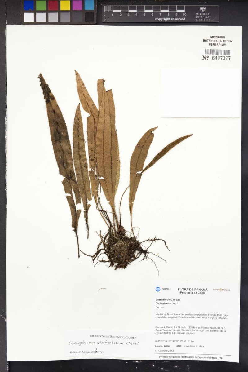 Elaphoglossum atrobarbatum photo 2