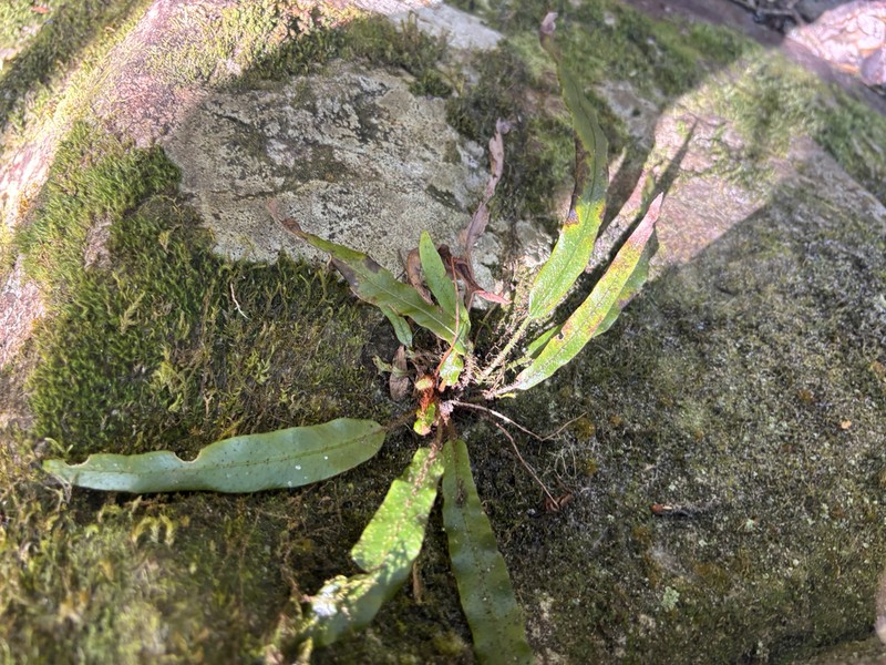 Elaphoglossum aubertii