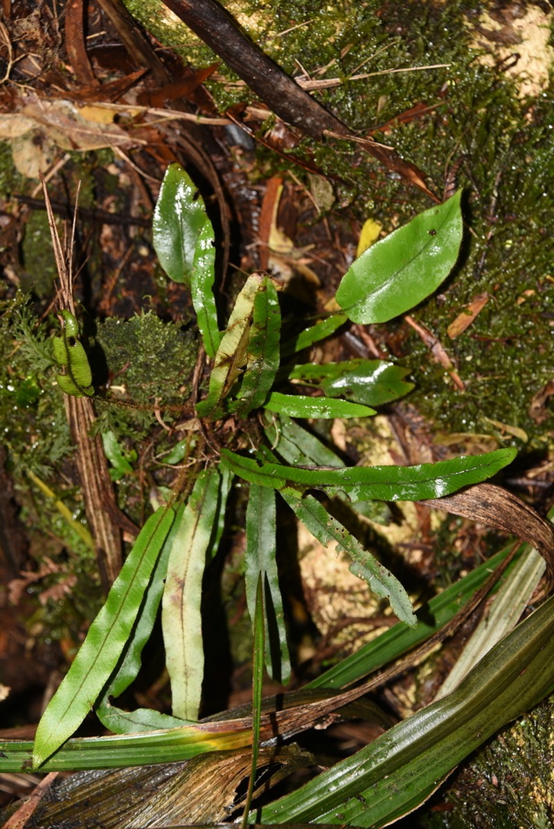 Elaphoglossum aubertii photo 2