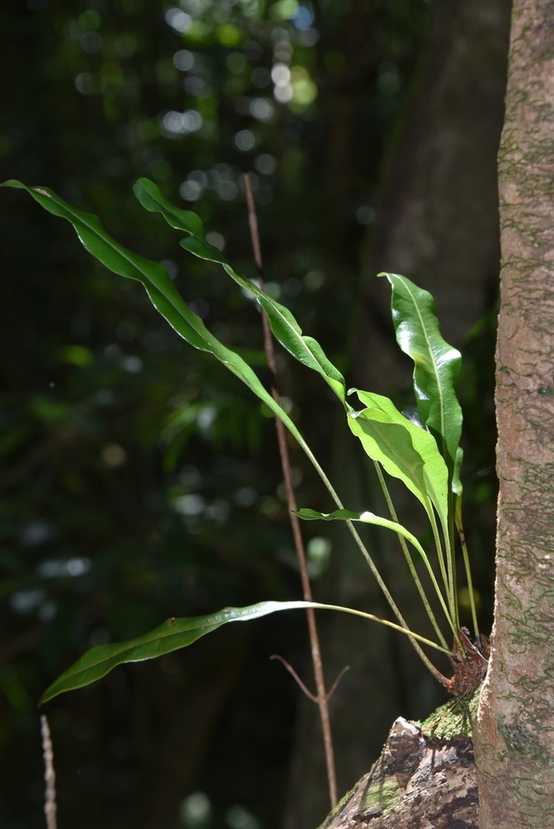 Elaphoglossum aubertii photo 3