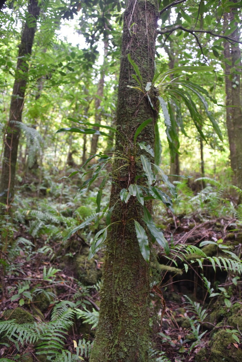 Elaphoglossum aubertii photo 4
