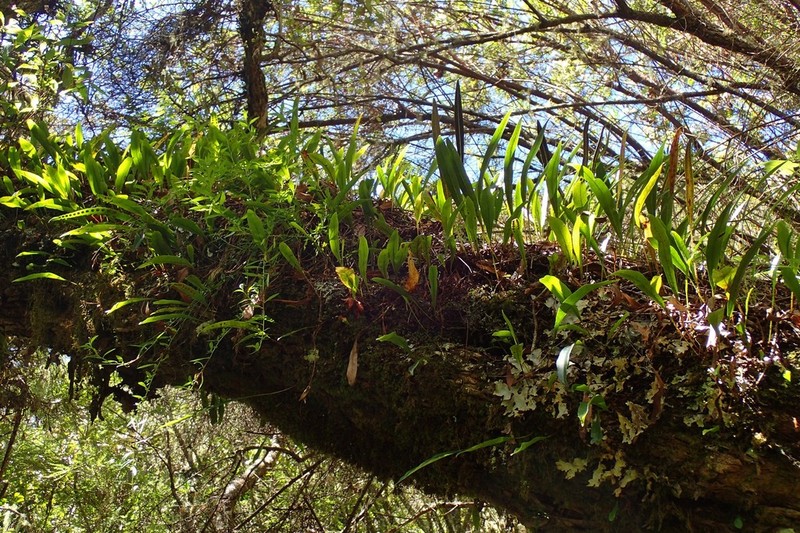 Elaphoglossum aubertii photo 5