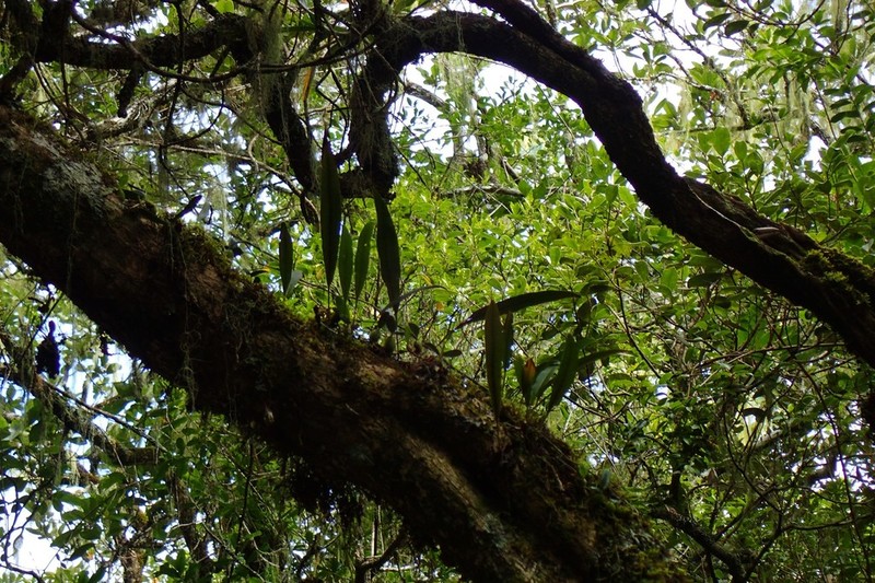 Elaphoglossum aubertii photo 6