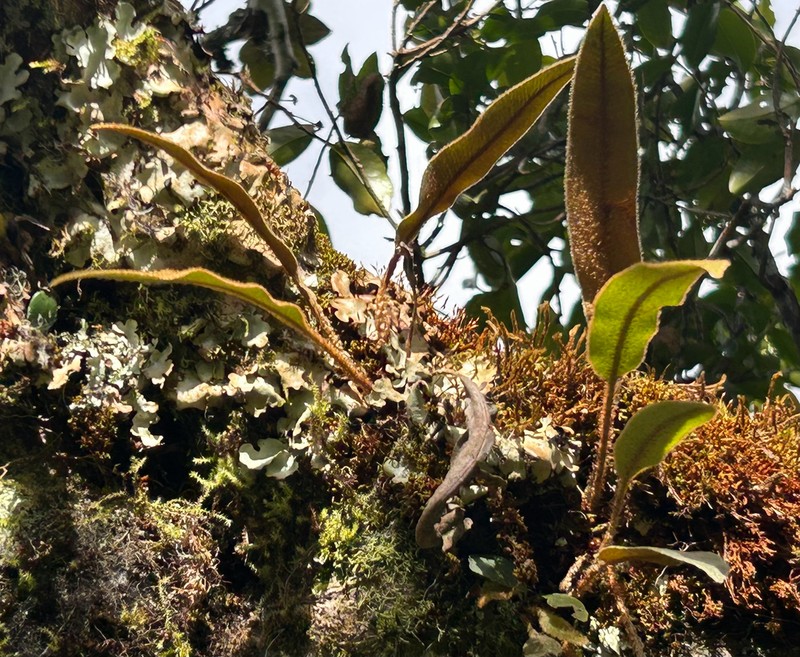 Elaphoglossum aubertii photo 7