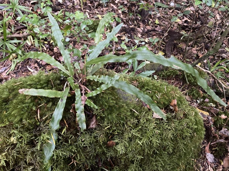 Elaphoglossum aubertii photo 8