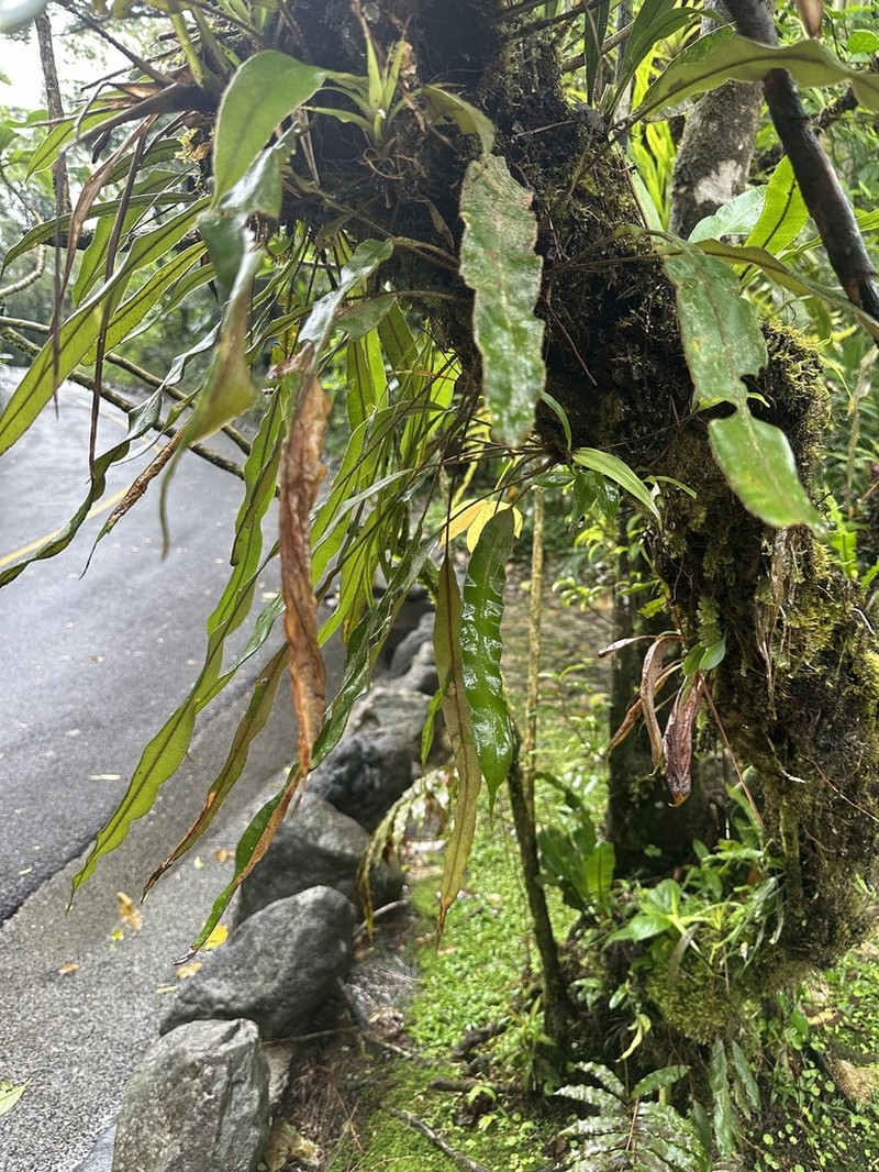 Elaphoglossum auricomum