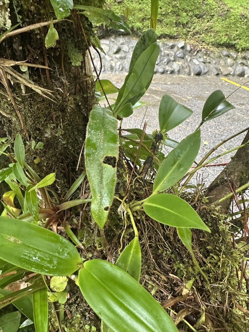 Elaphoglossum auricomum photo 2