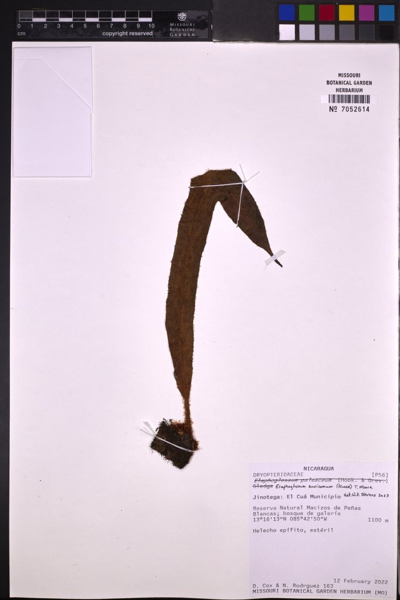 Elaphoglossum auricomum photo 3