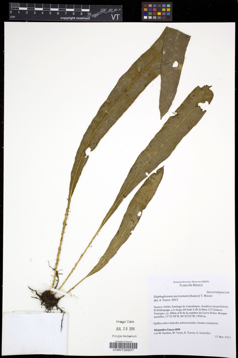 Elaphoglossum auricomum photo 4