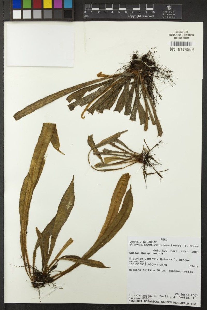 Elaphoglossum auricomum photo 5