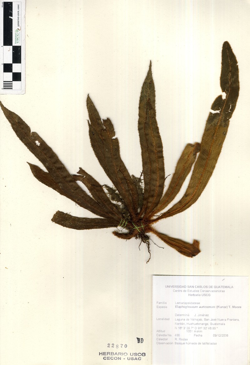 Elaphoglossum auricomum photo 6