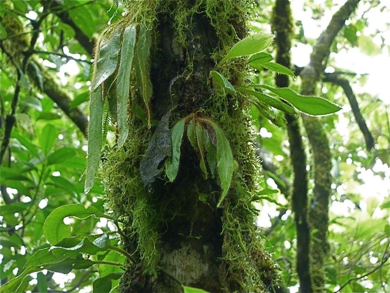 Elaphoglossum auripilum