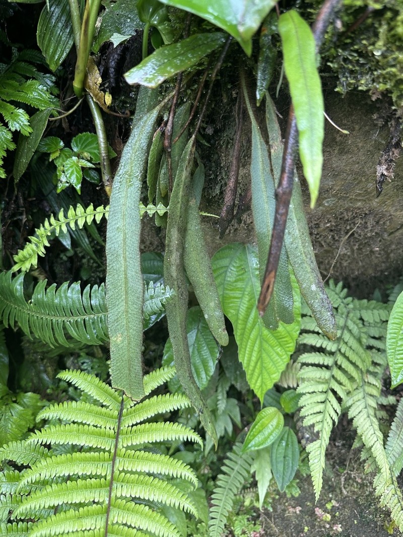 Elaphoglossum auripilum photo 3