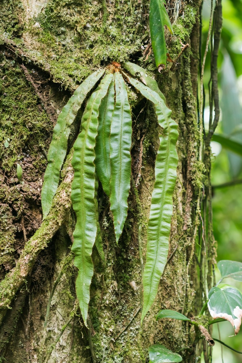Elaphoglossum auripilum photo 4