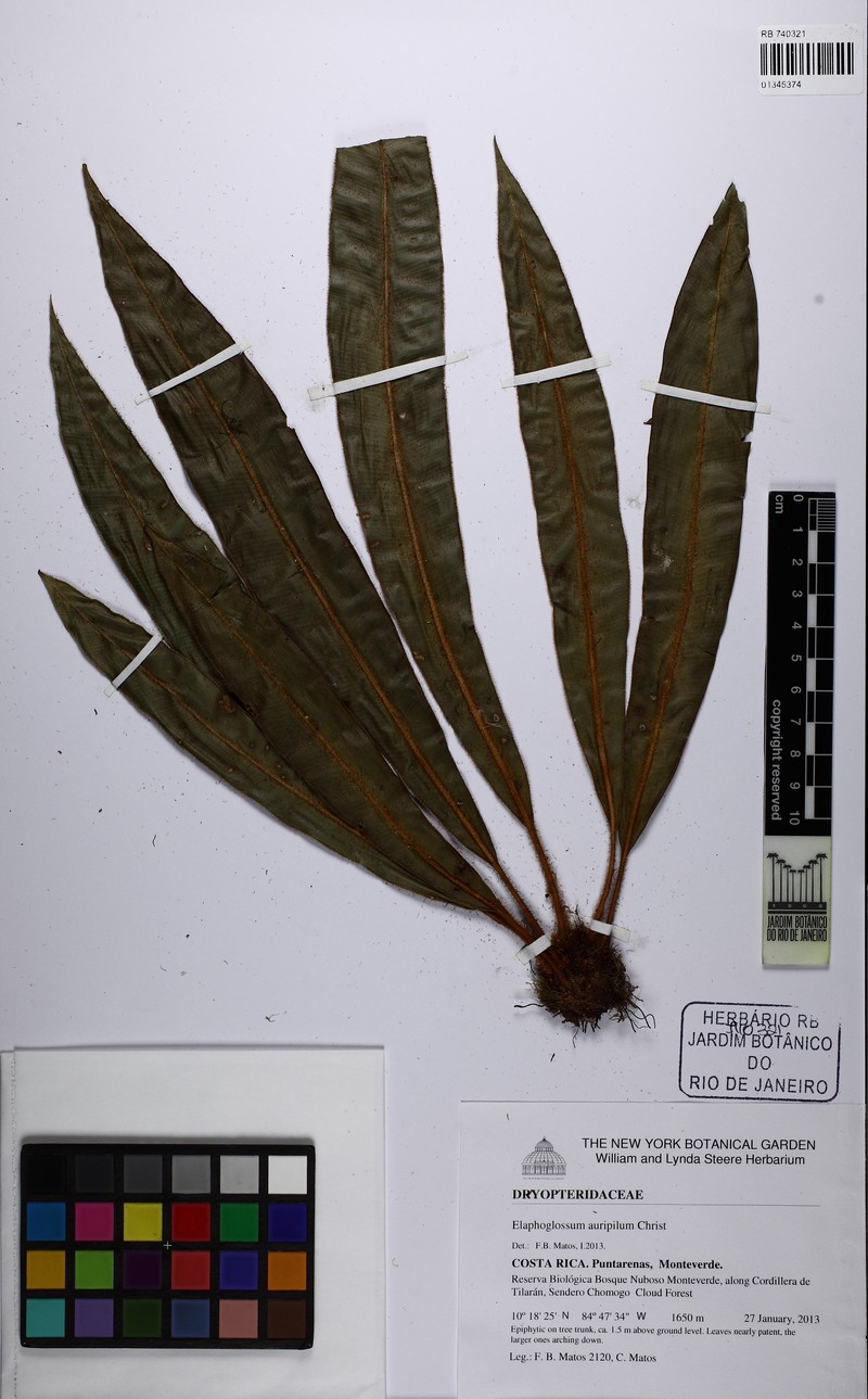 Elaphoglossum auripilum photo 5