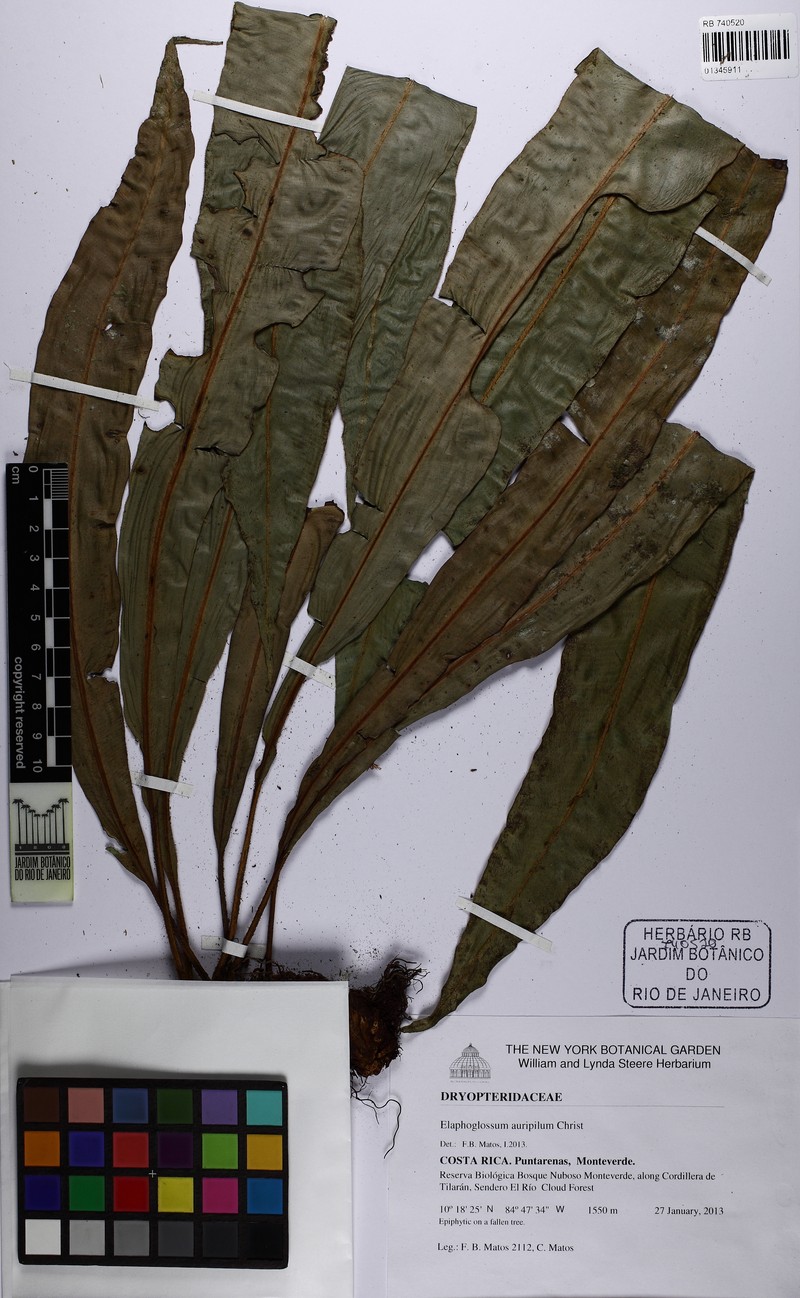 Elaphoglossum auripilum photo 6