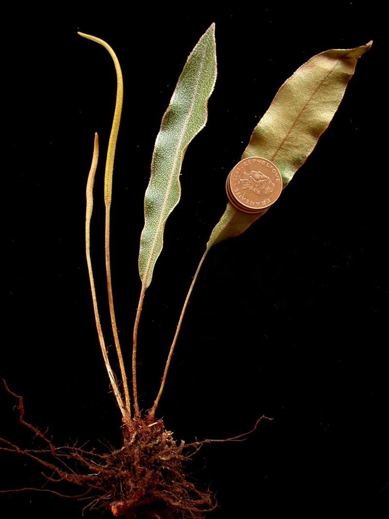 Elaphoglossum austromarquesense