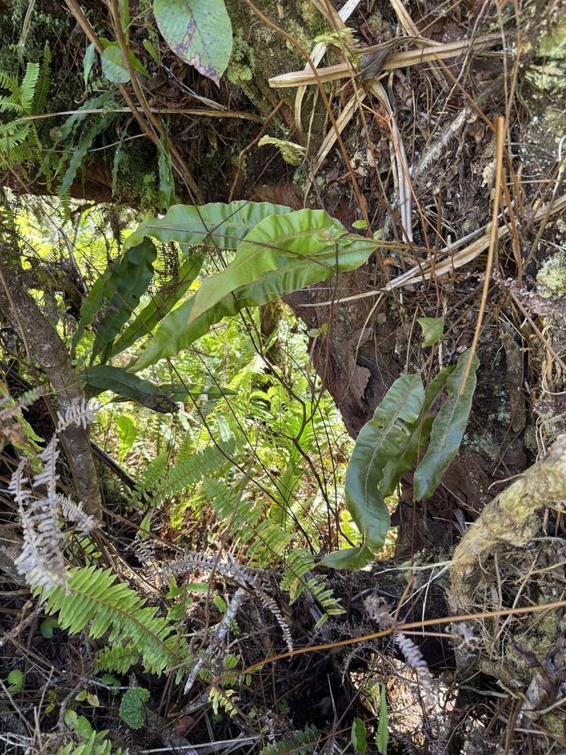 Elaphoglossum austromarquesense photo 2