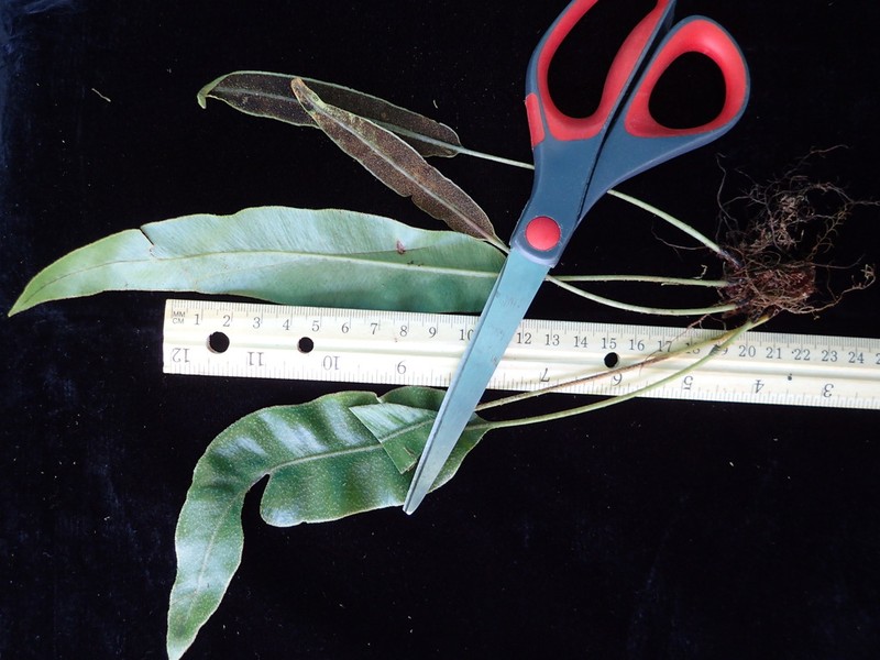 Elaphoglossum austromarquesense photo 3