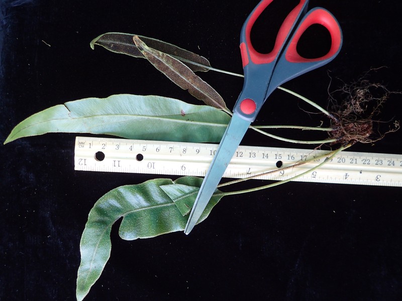 Elaphoglossum austromarquesense photo 5