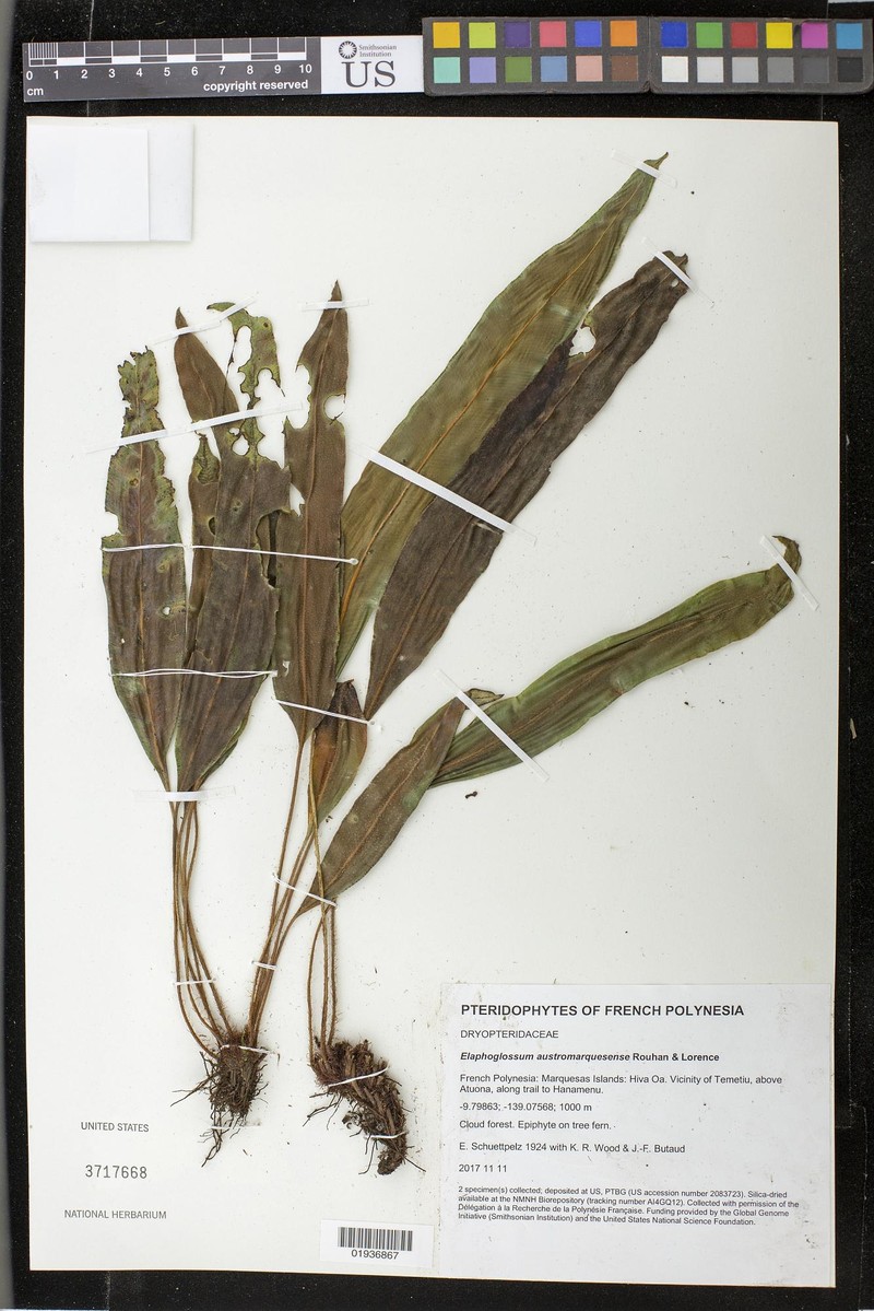 Elaphoglossum austromarquesense photo 6