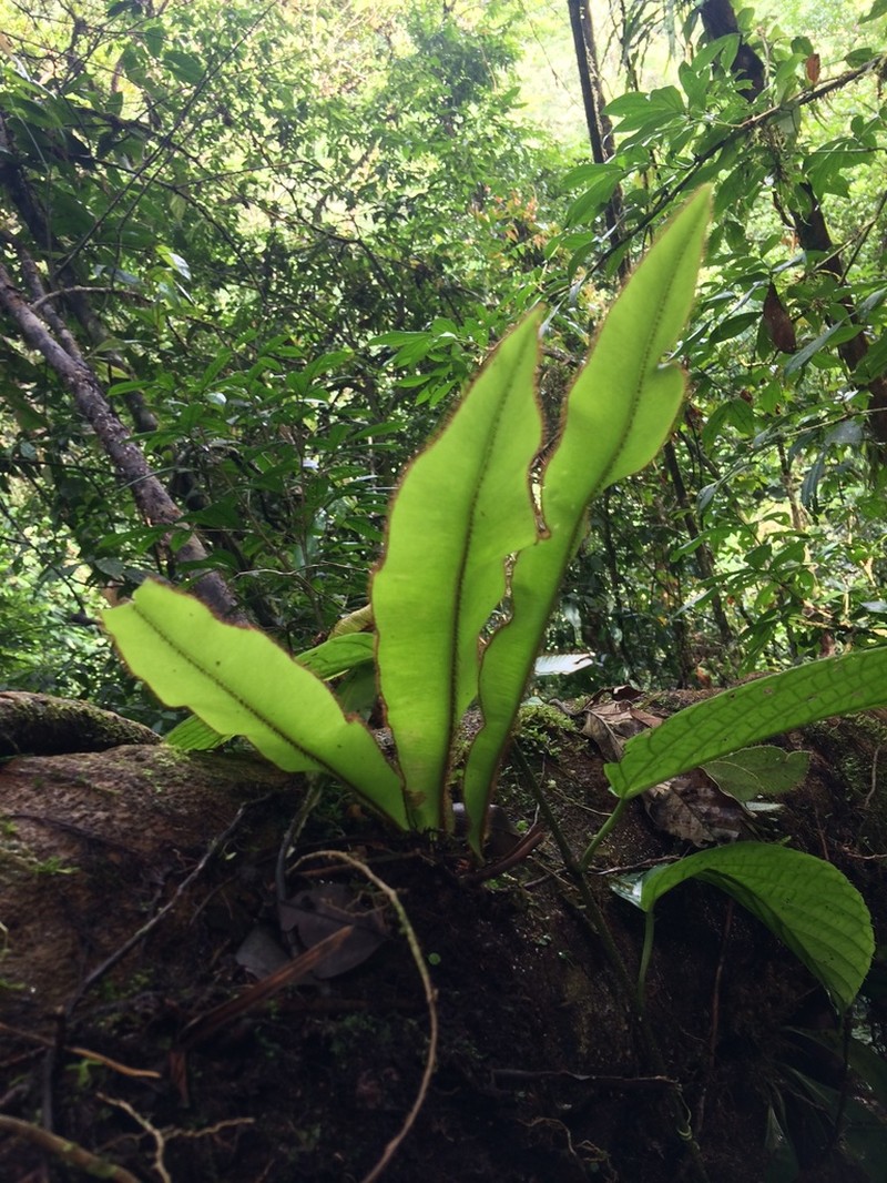 Elaphoglossum backhouseanum