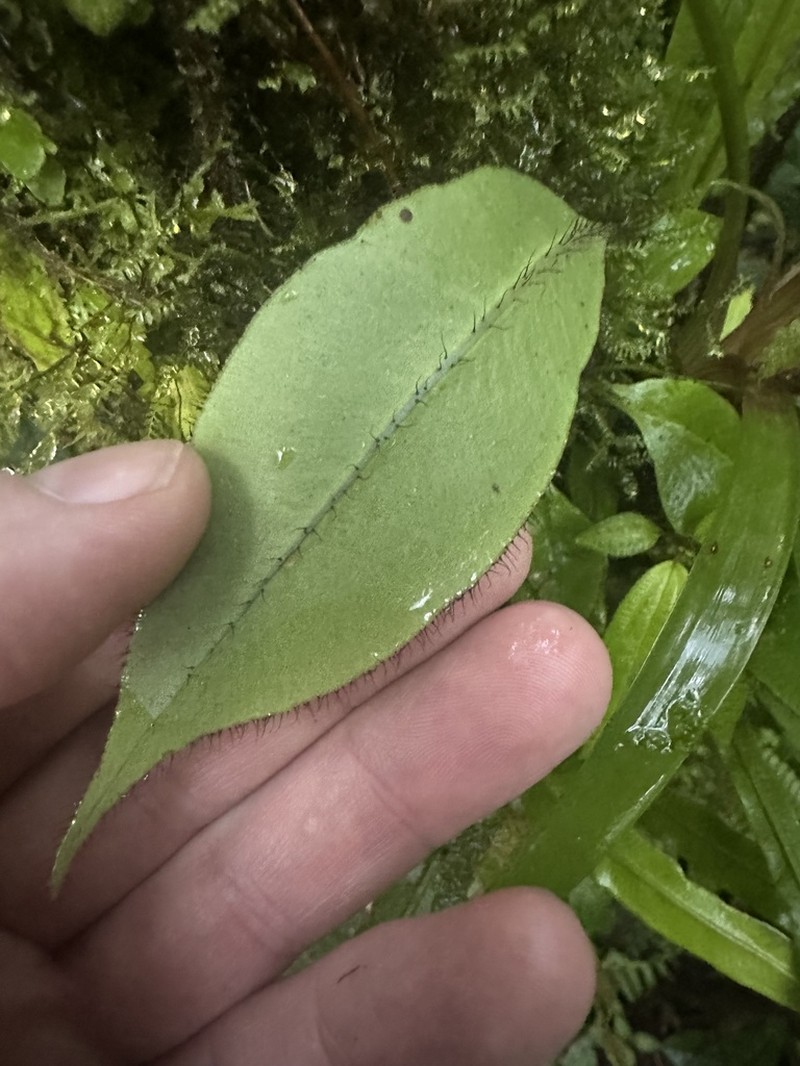 Elaphoglossum backhouseanum photo 2